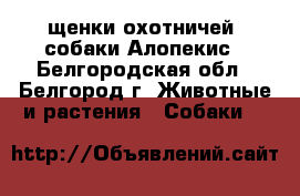 щенки охотничей  собаки Алопекис - Белгородская обл., Белгород г. Животные и растения » Собаки   